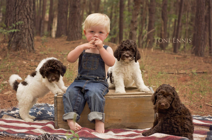 Doo south labradoodles puppies photoshoot