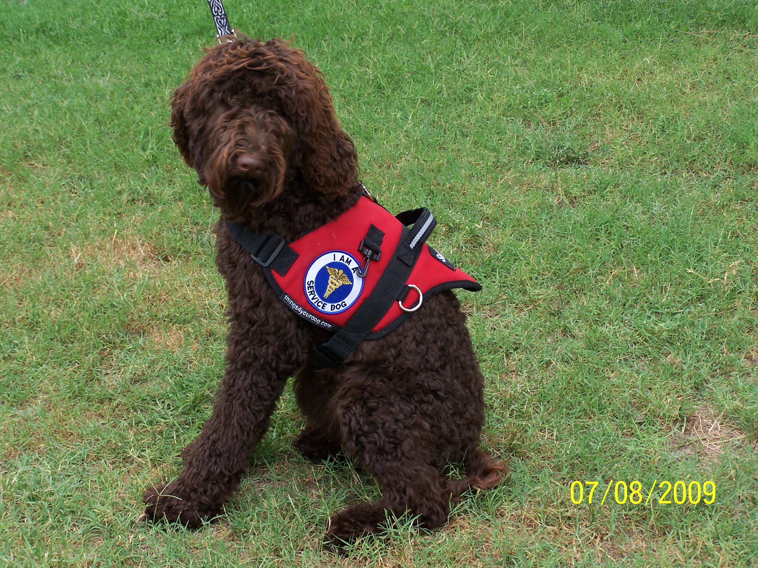 poodle psychiatric service dog